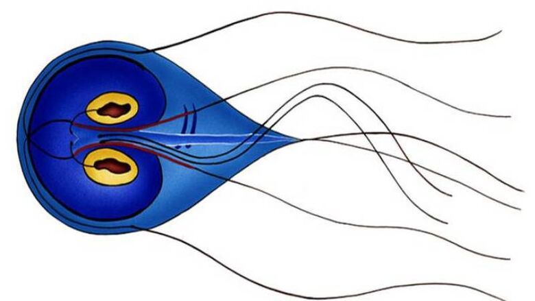 Giardia, insanın ince bağırsağında bulunan bir parazit